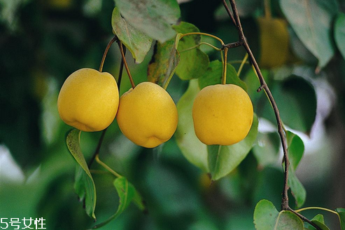 如何識別正宗的庫爾勒香梨？梨子止咳的方法