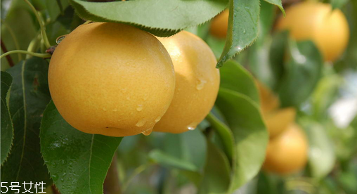 梨不能和什么一起吃？吃梨的禁忌