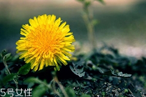 蒲公英茶能減肥嗎？要這樣搭配