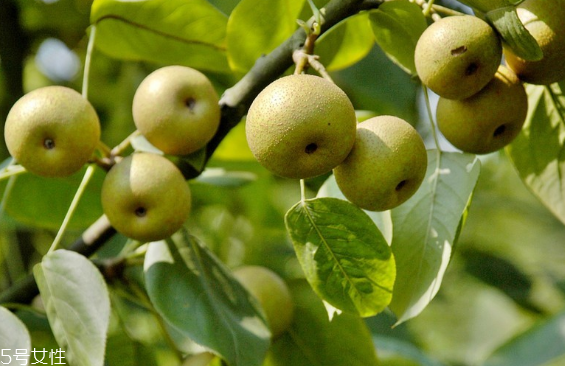 梨子為什么不能分開吃？梨是清火的
