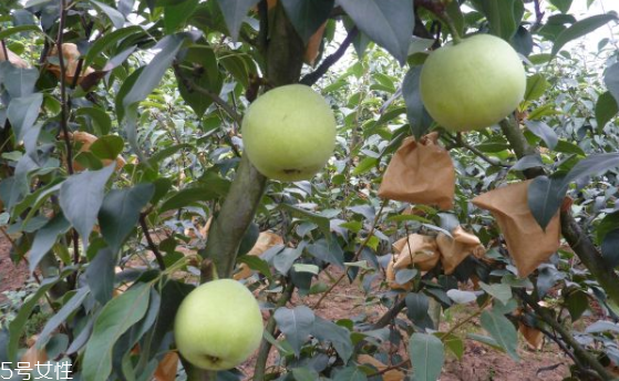 綠寶石梨多少錢一斤2018 綠寶石梨的功效與作用 綠寶石梨多少錢一斤2018 綠寶石梨的功效與作用