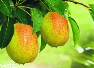 棗能和梨一起吃嗎？棗和梨一起吃會(huì)怎樣？