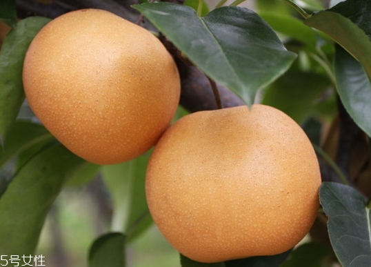 月餅和梨可以一起吃嗎？吃梨降低感冒幾率