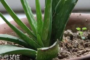 蘆薈膠真的很神奇嗎？只是基礎(chǔ)的補(bǔ)水保濕