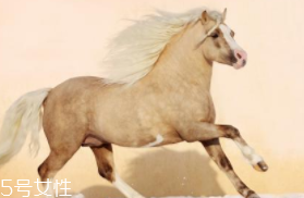 馬油是萬能的嗎？接近人體脂肪也并不萬能