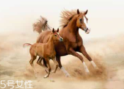 馬油是萬能的嗎？接近人體脂肪也并不萬能