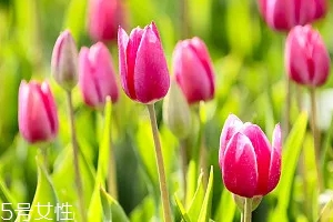 嚴禁入室的花有哪些？這7種花別養(yǎng)