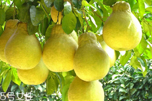 梨子能放冰箱多久？梨子的食用價值