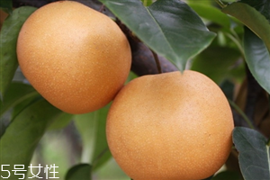 梨子里面發(fā)黑還能吃嗎？影響梨子的保存時(shí)間