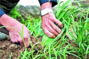 吃韭菜燒心怎么緩解？韭菜吃多了燒心