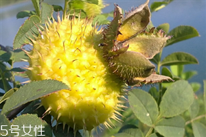 刺梨怎么保存？刺梨泡水喝的功效