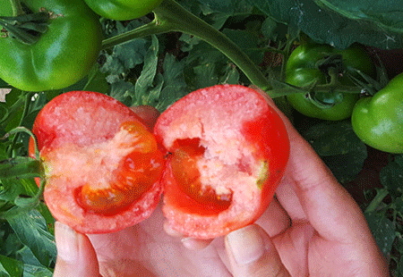 吃番茄對(duì)眼睛好嗎_吃番茄對(duì)眼睛的影響 吃番茄對(duì)眼睛好嗎_吃番茄對(duì)眼睛的影響