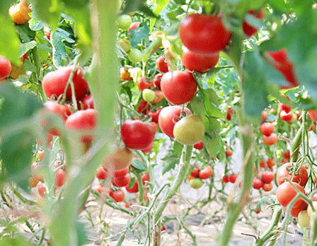 吃番茄對(duì)眼睛好嗎_吃番茄對(duì)眼睛的影響 吃番茄對(duì)眼睛好嗎_吃番茄對(duì)眼睛的影響