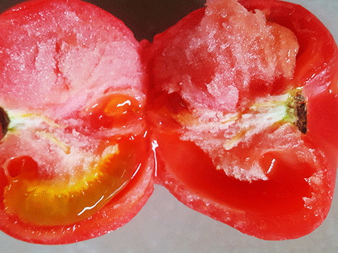 吃番茄對(duì)眼睛好嗎_吃番茄對(duì)眼睛的影響 吃番茄對(duì)眼睛好嗎_吃番茄對(duì)眼睛的影響