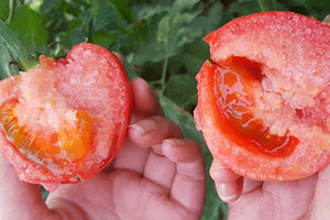 吃番茄對(duì)眼睛好嗎_吃番茄對(duì)眼睛的影響 吃番茄對(duì)眼睛好嗎_吃番茄對(duì)眼睛的影響