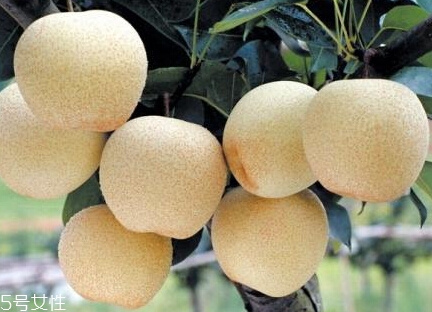 梨子可以加熱吃嗎？梨子對美容有一定功效