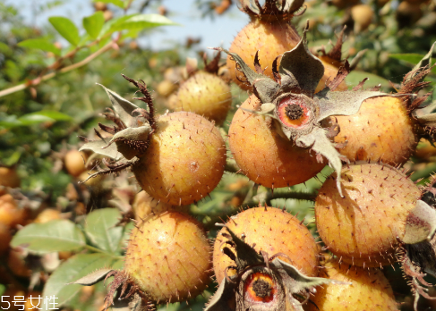 刺梨怎么保存？刺梨泡水喝的功效