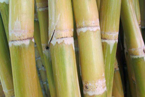 甘蔗吃多了對(duì)牙齒好嗎？有可能損傷牙齒