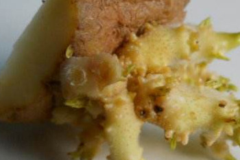 哪些食物發(fā)芽后營養(yǎng)翻倍？這些食物發(fā)芽后千萬別吃