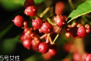 新鮮花椒如何長期保鮮 教你幾個(gè)小技巧