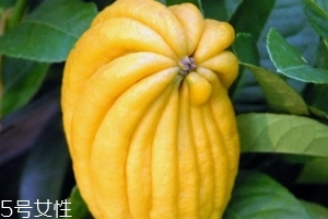 佛手柑是什么味道？佛手柑味道非常好聞