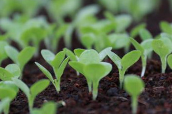 哪些食物發(fā)芽后營養(yǎng)翻倍？這些食物發(fā)芽后千萬別吃