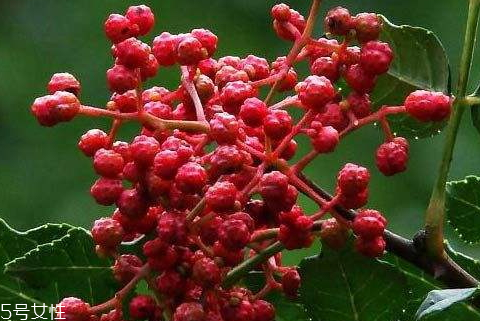 新鮮花椒如何長期保鮮 教你幾個(gè)小技巧