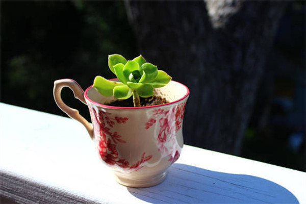 哪些盆栽放房間里可凈化空氣 療愈植物推薦