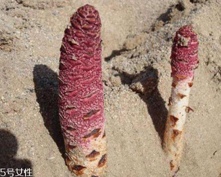 鎖陽可以長期泡水喝嗎 需適量 鎖陽可以長期泡水喝嗎 需適量