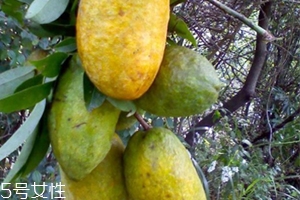 牛卵坨怎么吃？牛卵坨記得去皮去籽