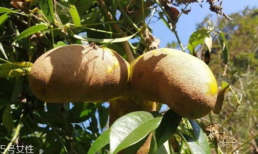 牛卵坨孕婦可以吃嗎？看屬于什么懷孕階段