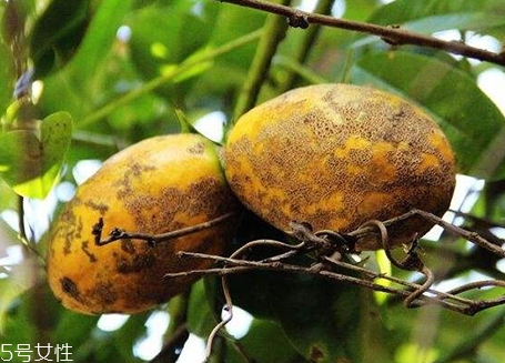 牛卵坨皮可以吃嗎？了解牛卵坨皮的功效