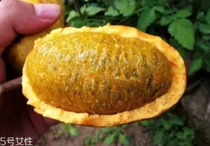 牛卵坨籽可以吃嗎？看看它的神奇功效