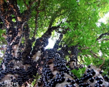 木葡萄的功效和作用 營養(yǎng)價值 木葡萄的功效和作用 營養(yǎng)價值