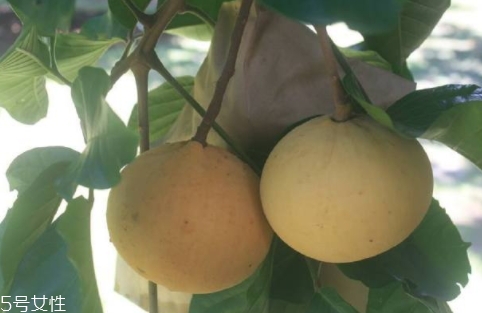 山陀兒怎么吃？山陀兒的營養(yǎng)功效