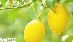 檸檬精油能加在哪些護(hù)膚品中？少量添加都可以