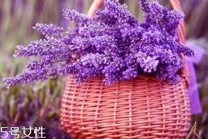 薰衣草精油能防曬嗎？能隔離紫外線(xiàn)