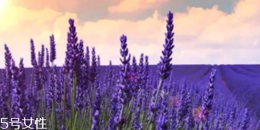 薰衣草精油能防曬嗎？能隔離紫外線(xiàn)