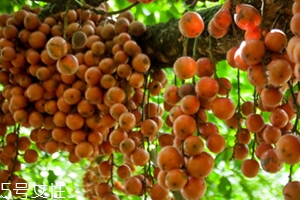 木奶果多少錢一斤？居然高達(dá)幾十元一斤