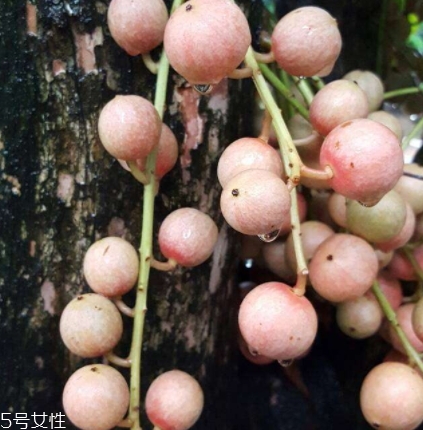 木奶果多少錢一斤？居然高達(dá)幾十元一斤