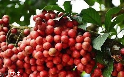 木奶果的營養(yǎng)價值與功效作用 木奶果的營養(yǎng)價值與功效作用