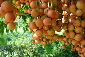 木奶果怎么吃？皮可以吃嗎