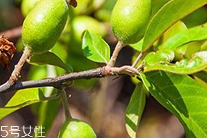 多依果多少錢一斤？