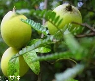 多依果多少錢一斤？