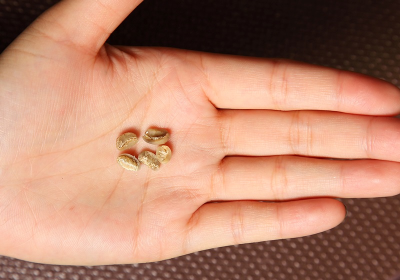 咖啡豆怎么挑選 選好保存更重要 咖啡豆怎么挑選 選好保存更重要