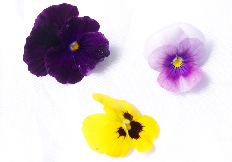 可以吃的花有哪些圖片 好看又好吃 可以吃的花有哪些圖片 好看又好吃