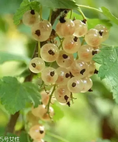 醋栗什么味道好吃嗎？酸甜可口惹人愛(ài)