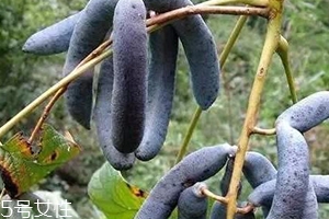 貓屎瓜能吃嗎？其貌不揚的水果