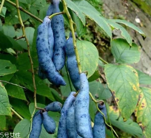 貓屎瓜能吃嗎？其貌不揚的水果