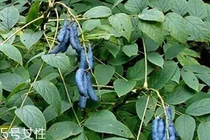 貓屎瓜的籽能吃嗎？